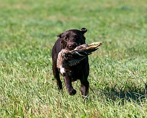 Chip Decie