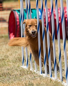 20160618-CCKC-1486.jpg