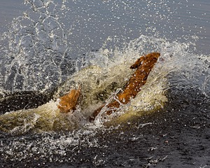 Pete Wilcox