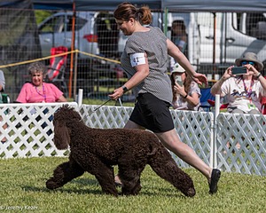 41 - GCH CH Brekkon's First Mark BN RN CGC TKN