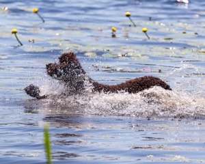 Ghillie Kezer