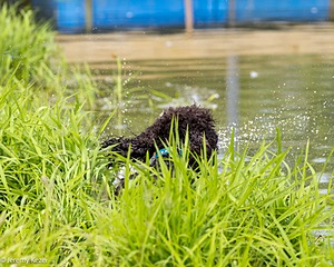 Ghillie