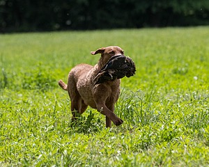 Tillie Cross