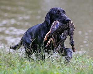 Phreeze Cawood