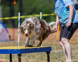 Keebler Derby