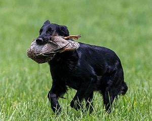 Hunter Law