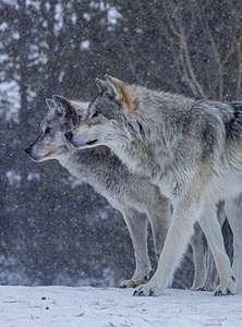 Wolf, West Yellowstone, Montana