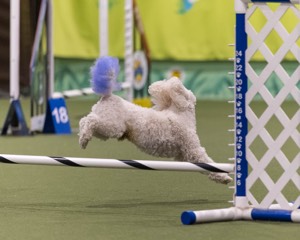 Bolt Kearney