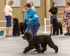 204 - CH Brekkon’s Brown Eyed Girl At Flintcrest DJ CGC TKN FTI