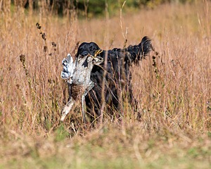 Ruger Bodine