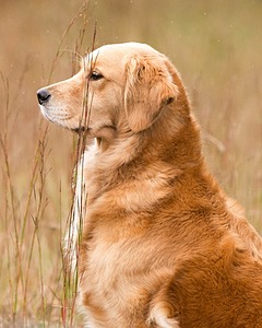 Josie