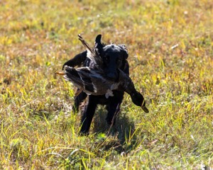 Test Dog