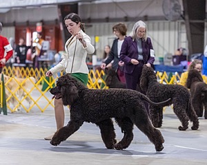 09 - GCH CH POOLE'S IDE RIPTIDE RI DS CGC (Rip)