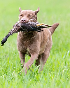 Hunter Law