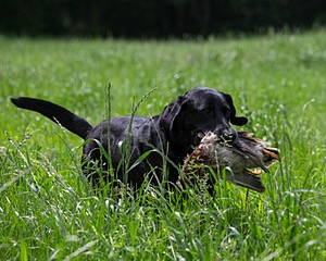 Scout Orlowski