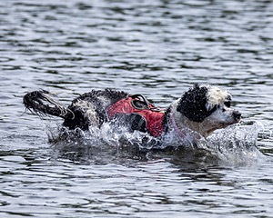 Sea Proulx