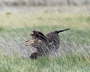Ghillie