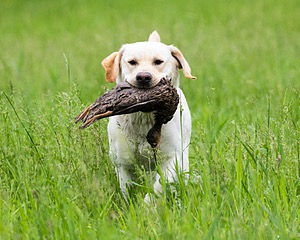 Goose