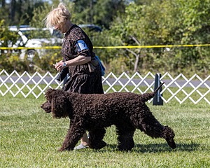 07 - GCH CH CASTLEHILL'S RAMBLIN' RAFAEL O'CRISPIN BN (Rafi)