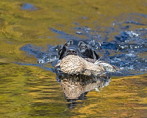 River Woodfall