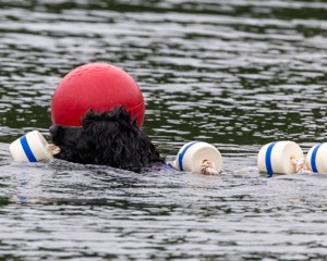Boaty Bellicose