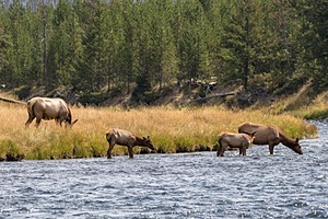 Elk, Yellowstone National Park