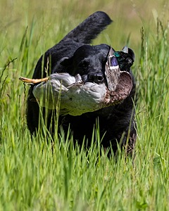 Ruger Bodine