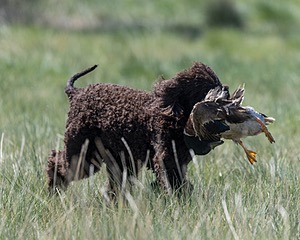 Ghillie
