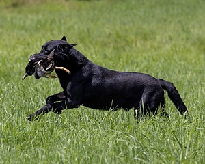 Cane Robichaud