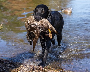 Ziva Millikin