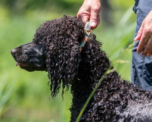 Ghillie Kezer
