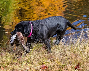 Shoreline's Dancing Girl (Sadie)