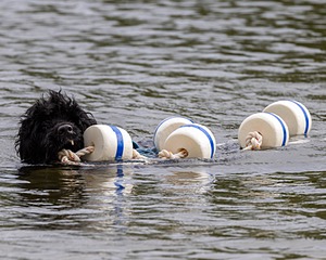 Boaty Belicose