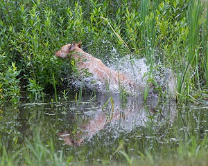 20130713-MHB2-0302.jpg