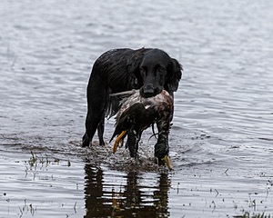 Savina Prince