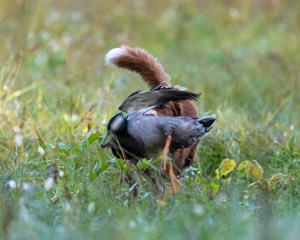Merlot Quackenbush