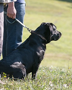 sable malajas