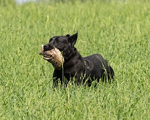 Pepper Ungar