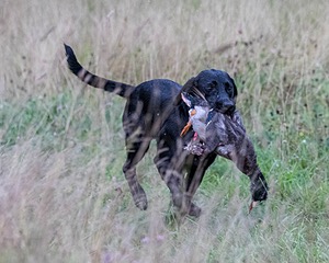 Stella Wyard
