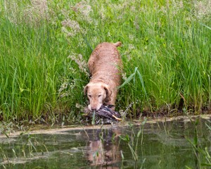 20170603-SHRW-1342.jpg