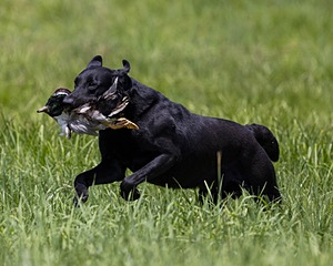 Cane Robichaud