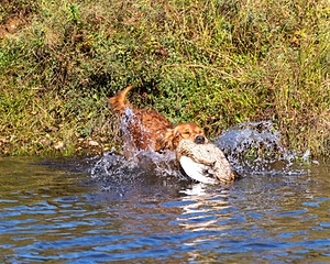 Canoe Lantiegne