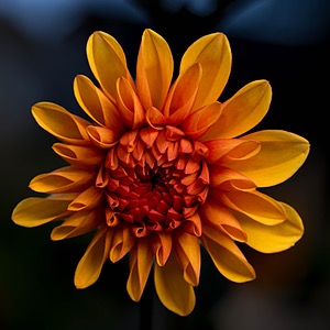 Dahlia, Massachusetts