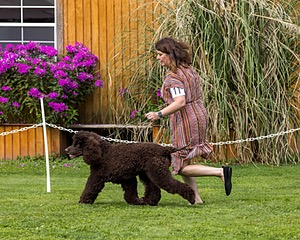 11 - GCH CH BREKKON'S FIRST MARK BN RN CGC TKN (Hunny)