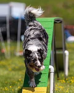 20170521-NEAT-1851.jpg