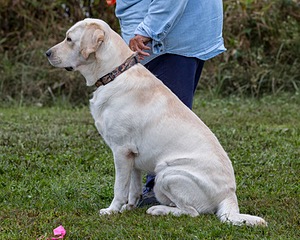 Henry