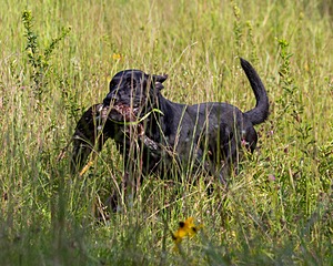 Bolt Sboro