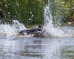 Torrent Pivovar