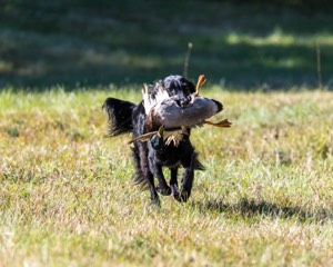 Dolly Partridge