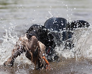 20080601-SRW-0999.jpg
